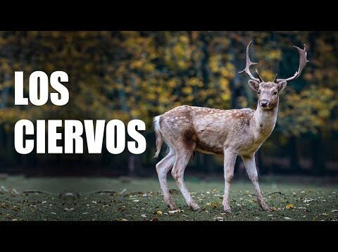 Aprende los animales // Los ciervos